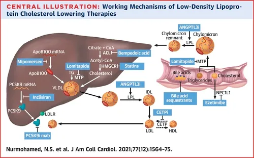 Mechanisms of how different medications lower ApoB