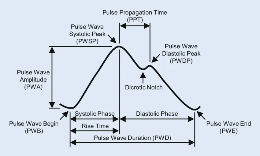 Pulse wave