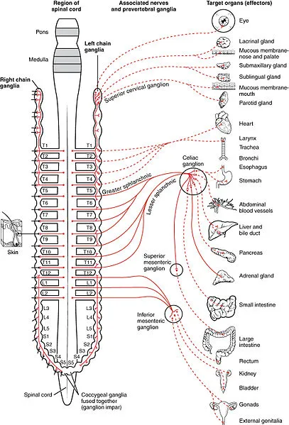 Autonomic nervous system